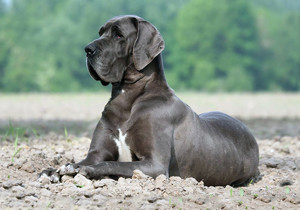 great_dane
