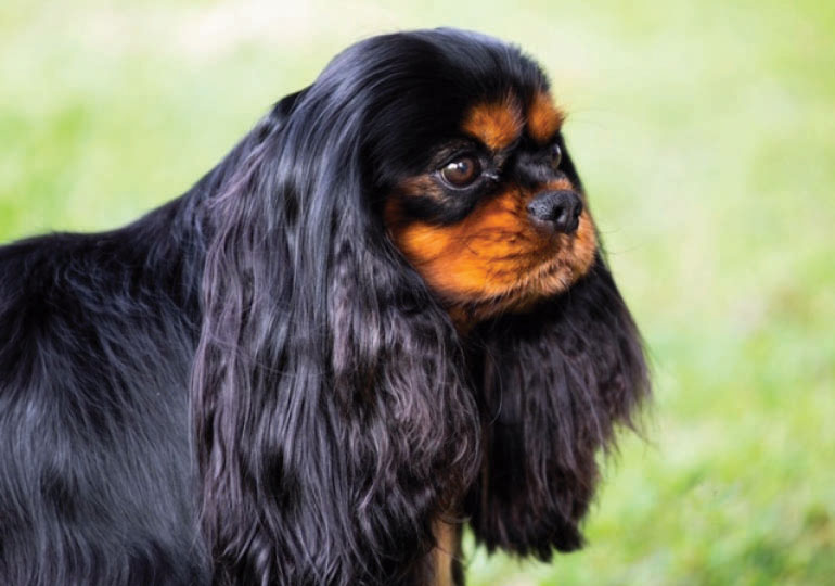 Breeder - Ms Belinda Wright