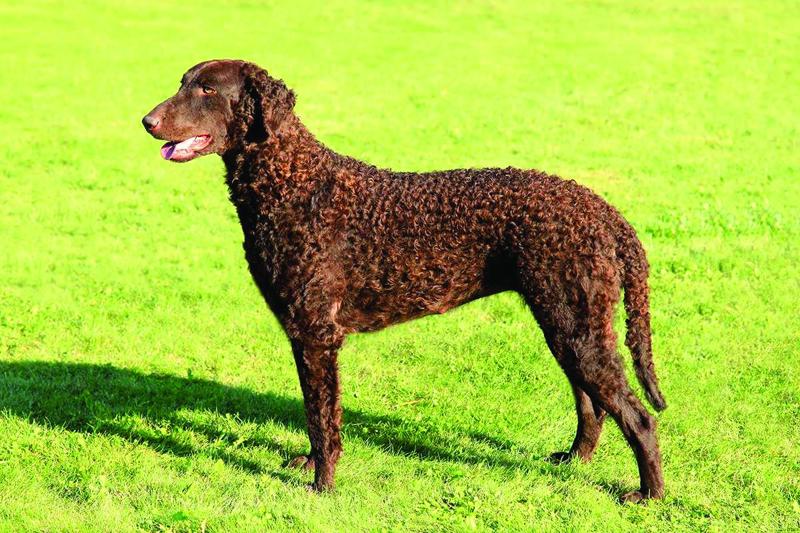 Curly Coated Retriever-2