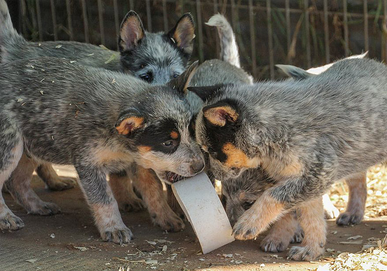 Stumpy tail cattle dog puppies sales for sale
