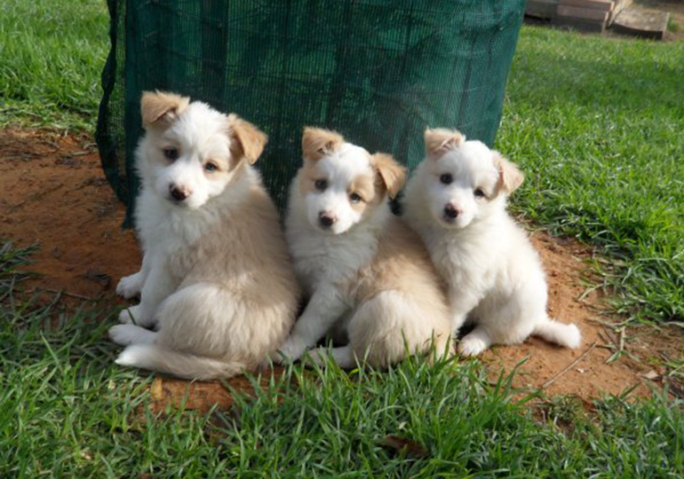 blonde border collie puppies for sale