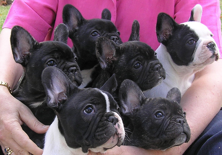 Breeders French Bulldog Club Of NSW Inc