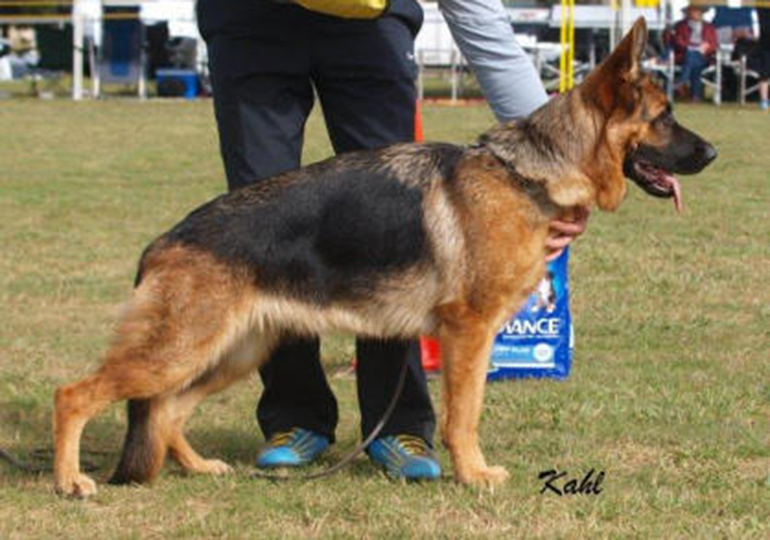 sundaneka german shepherds