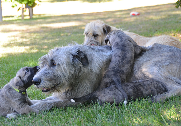 Purebred irish wolfhound sales puppies for sale