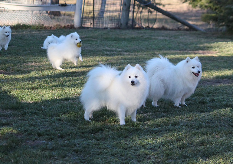 Japanese Spitz Breeds Japanese Spitz Breeds