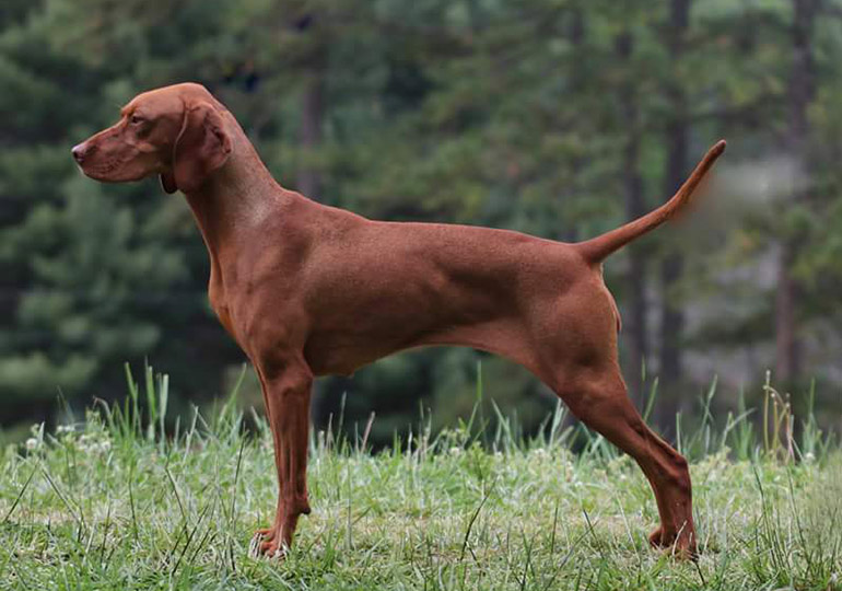 Hungarian vizsla puppies for sale sales trading post