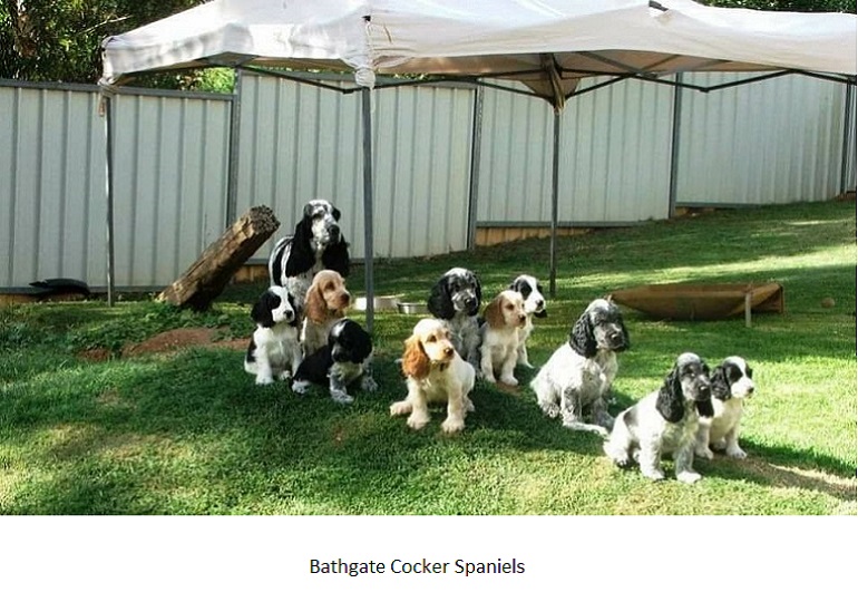 blue cocker spaniel puppy