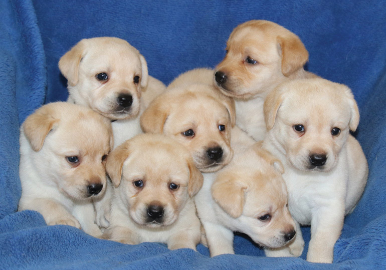 golden labrador puppies for free