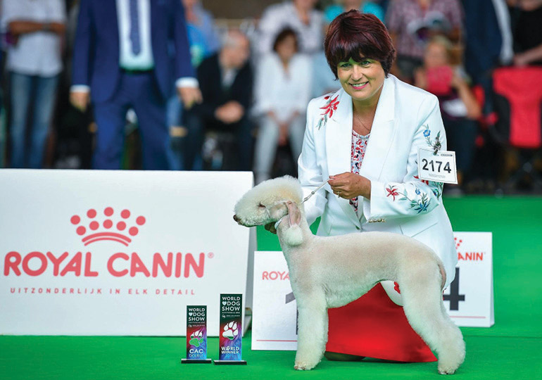Bedlington terrier best sale kennel