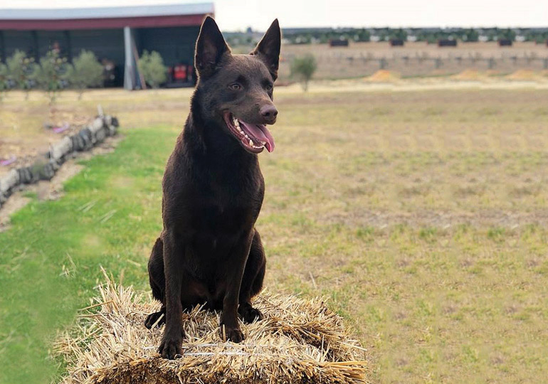 Yellow kelpie for best sale sale