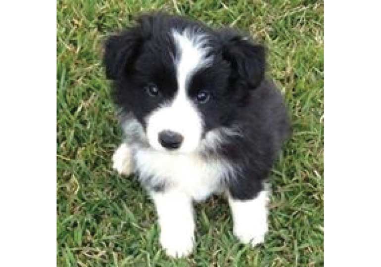 border collie puppies free to good home