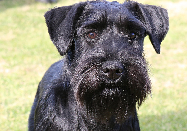 black schnauzer puppy