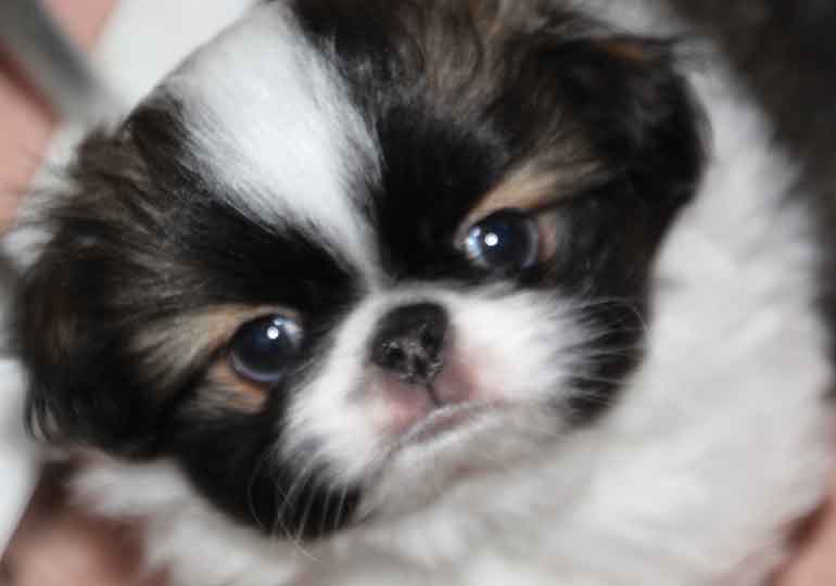 Japanese chin breeder near sales me