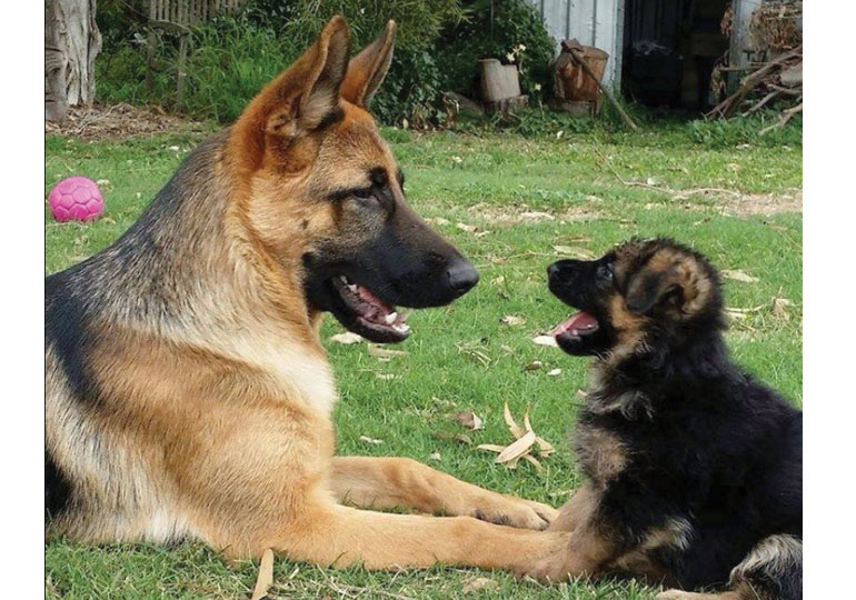 German Shepherd Dog Breeds