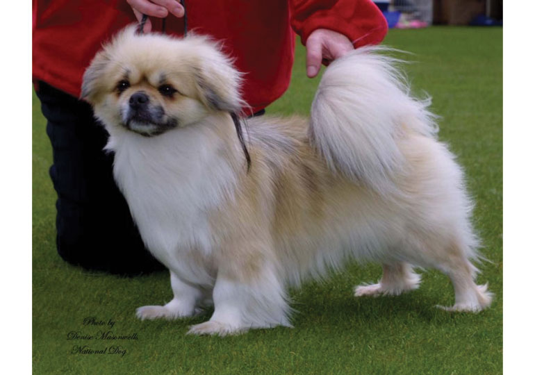 are tibetan spaniel aggressive