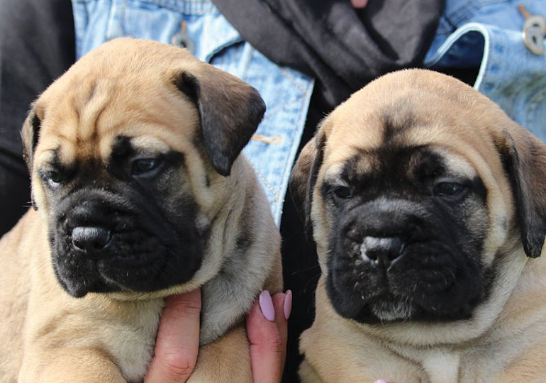 bullmastiff puppies for sale