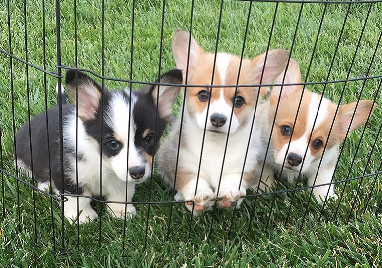 corgi kennel