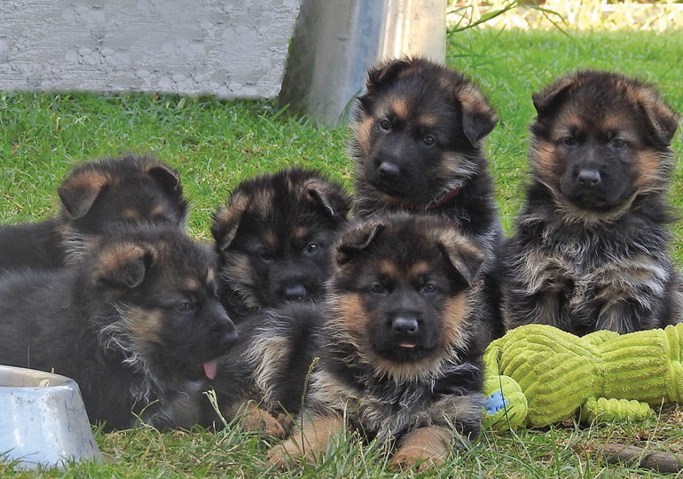 sundaneka german shepherds