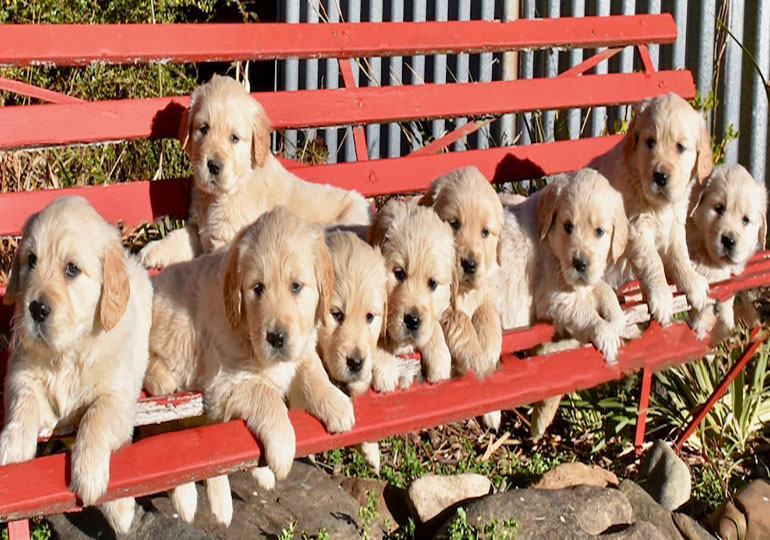 Breeders Byabby