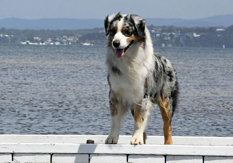 bølge nordøst spiralformet Australian Shepherd Breeds