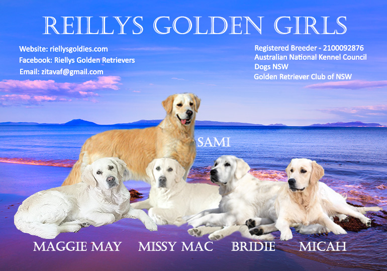 certified golden retriever breeders