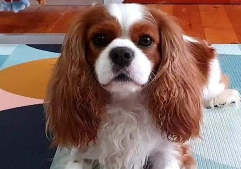 show quality cavalier king charles spaniel