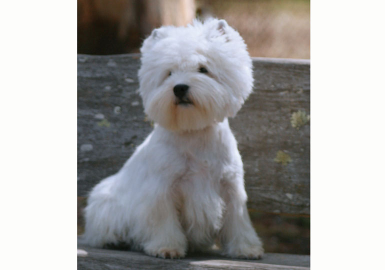 West highland white best sale breeders