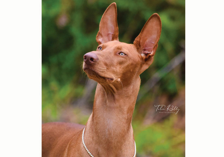 Pharaoh dog best sale for sale