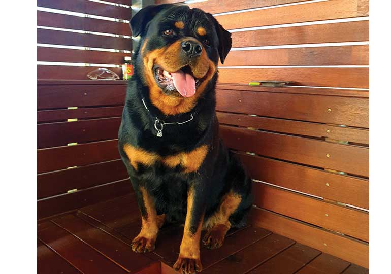 how to choose a rottweiler breeder