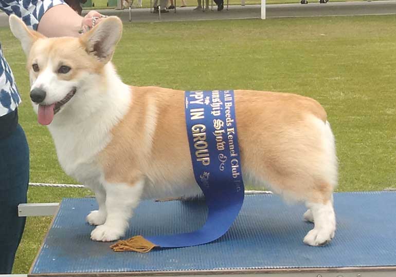 Corgi kennel best sale club