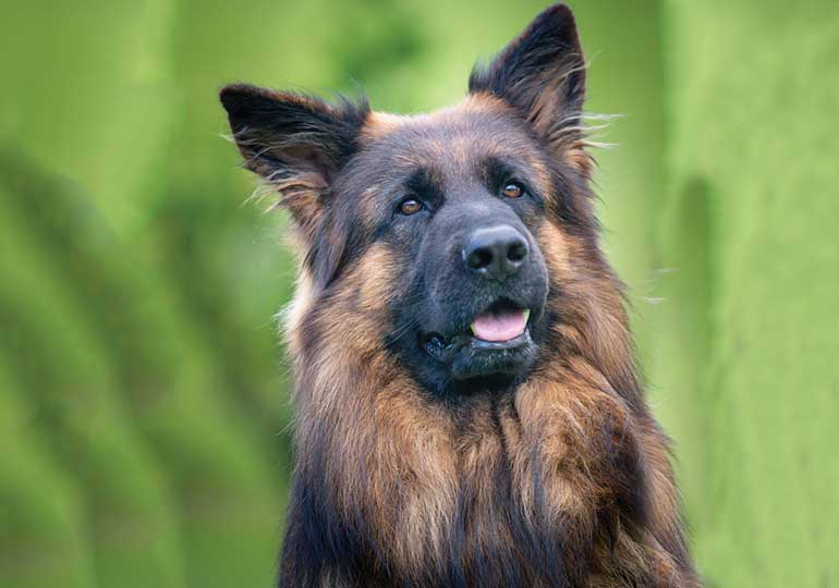 Sundaneka kennels hot sale