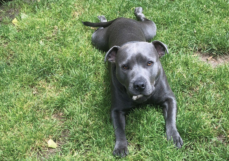 Breeders HIGHLANDBLUE