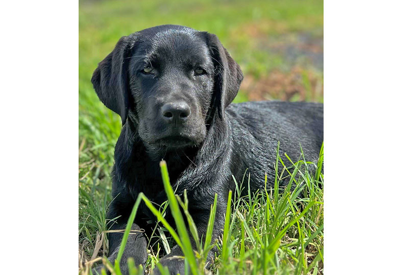Eraky labradors shop
