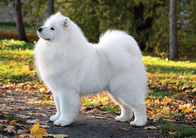 Samoyed Breeds