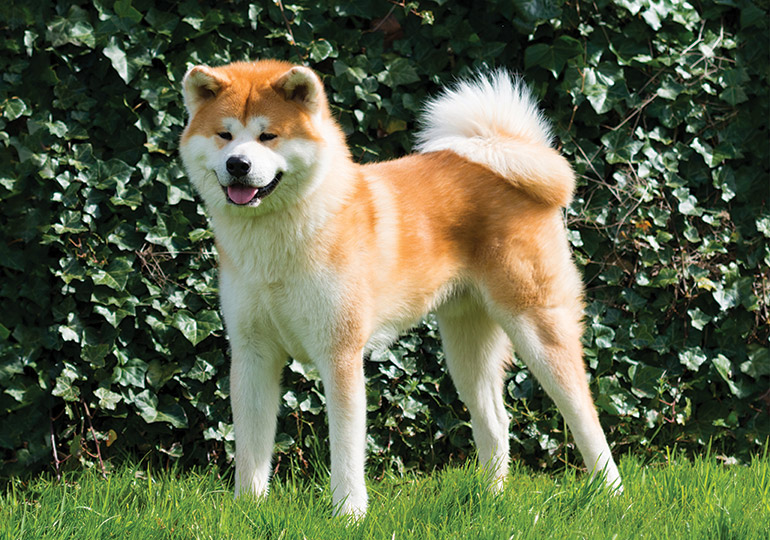 pictures of japanese akita dogs