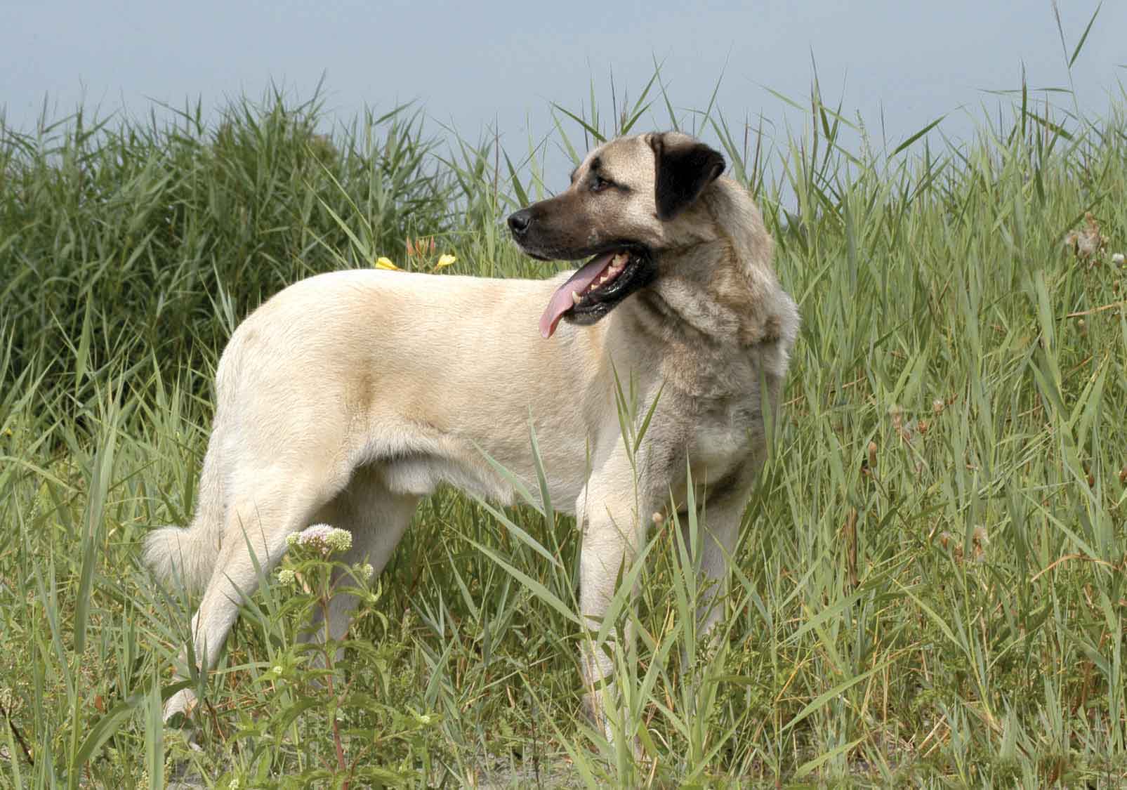 anatolian shepherd is this giant breed a good family pet