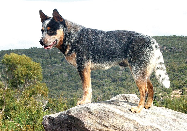 Australian Cattle Dog | atelier-yuwa.ciao.jp