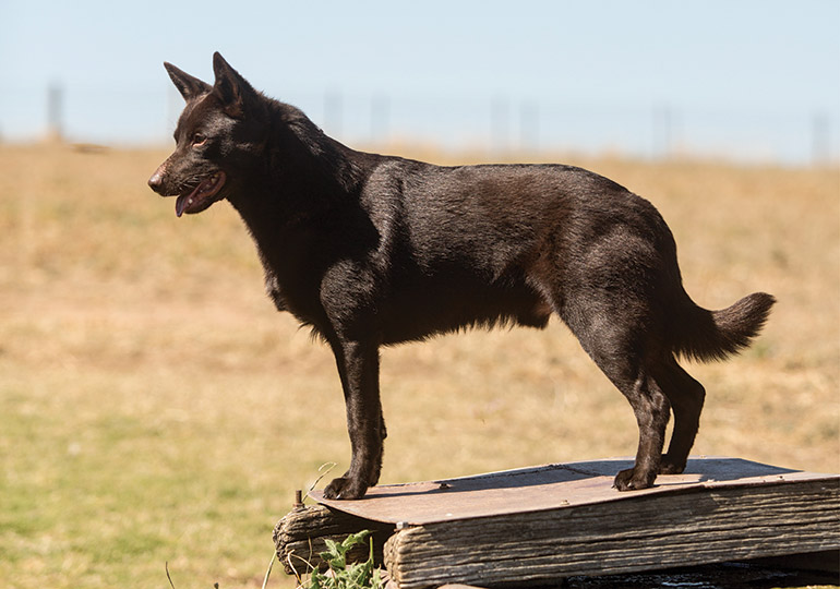 purebred red kelpie pups for sale