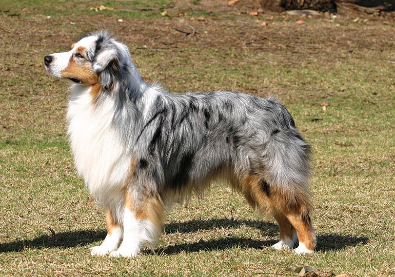 bølge nordøst spiralformet Australian Shepherd Breeds