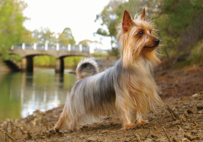 australian silky terrier