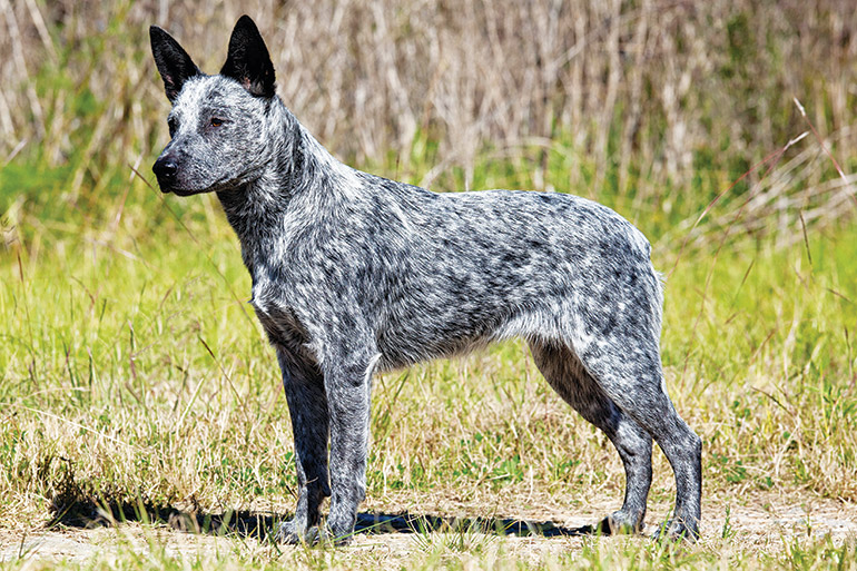 smithfield blue cattle dog