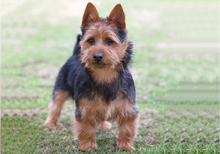 terrier breeds