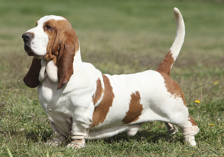 show me a picture of a basset hound