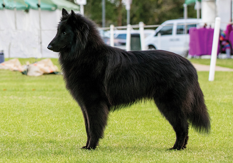 belgian shepherds