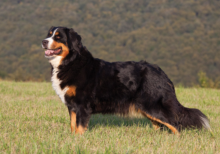 smallest bernese mountain dog