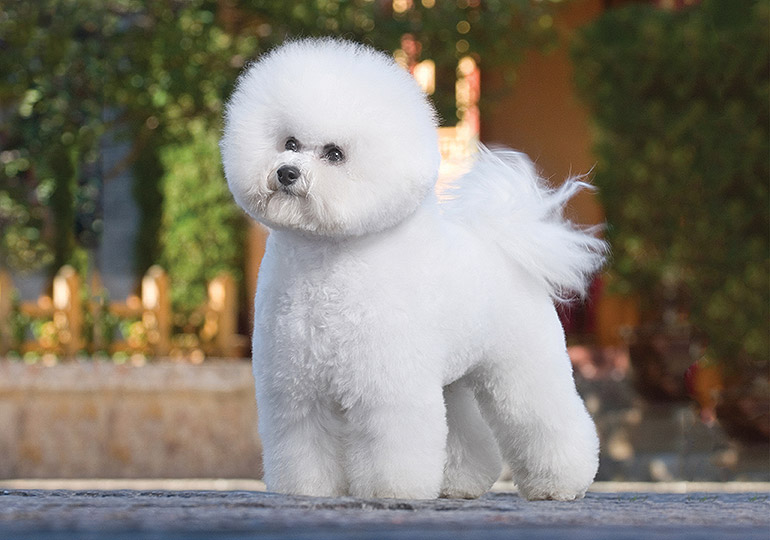 bichon frise history of breed