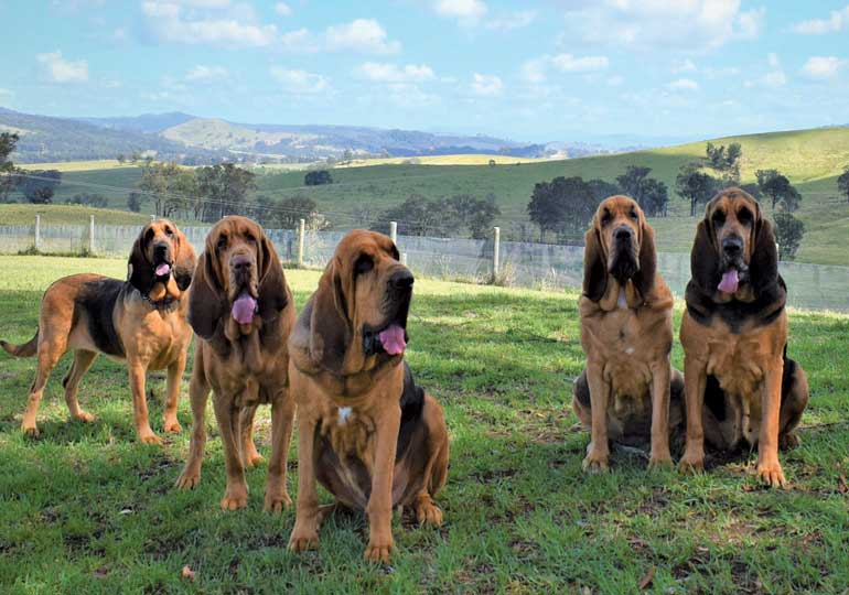 bloodhound breeds