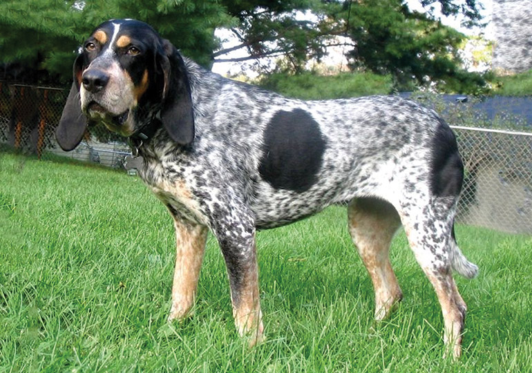 coonhound breed