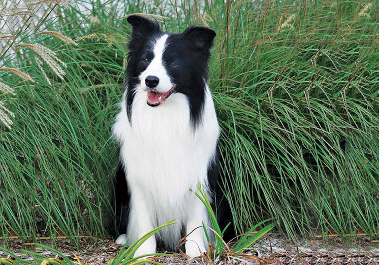 do all border collies have long hair