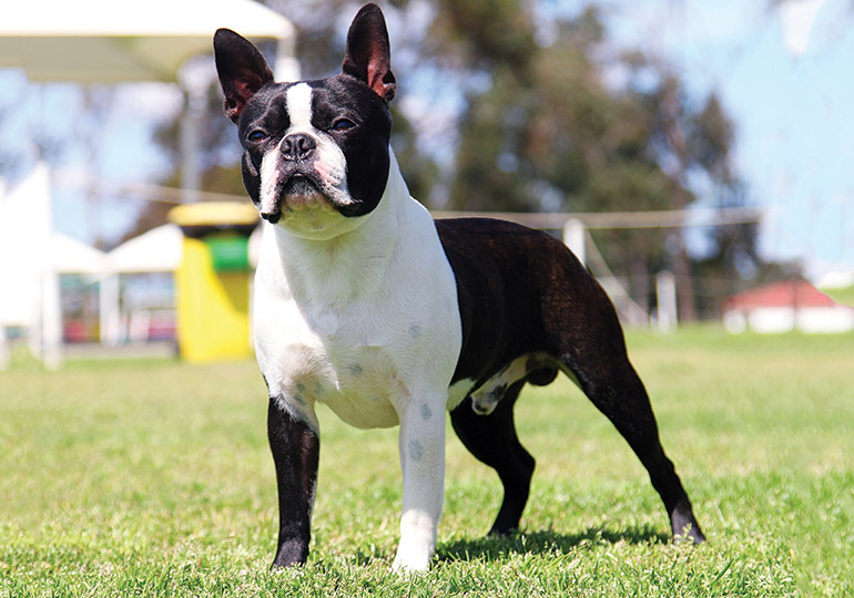 kennel club boston terrier puppies